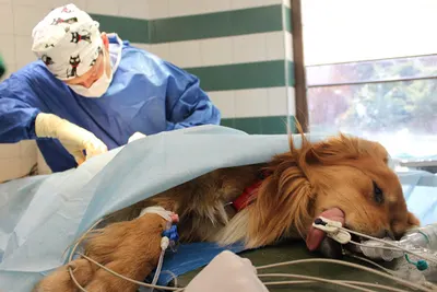 Klinika Weterynaryjna Centrum Sp.Zo.o.